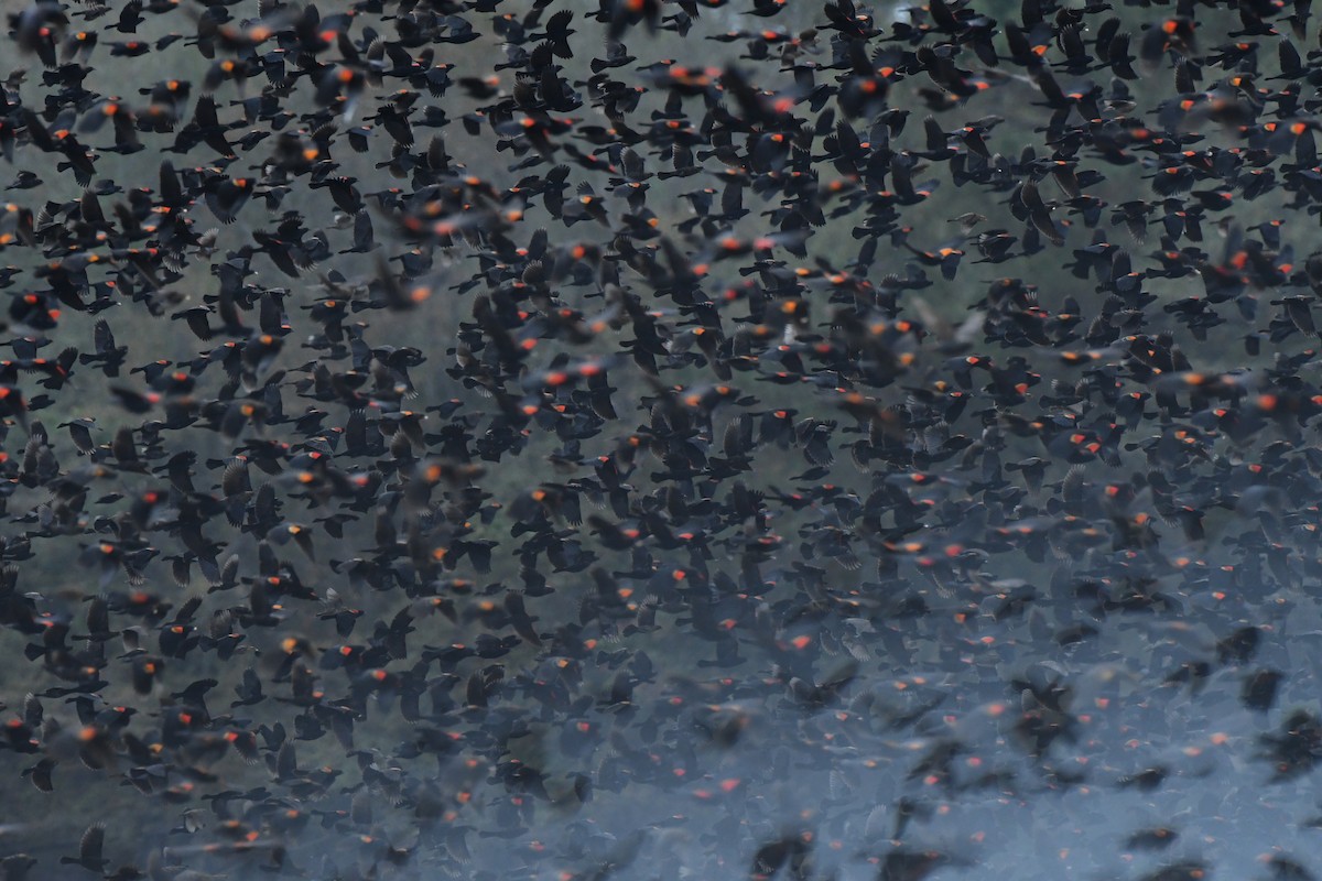 Red-winged Blackbird - ML645667389