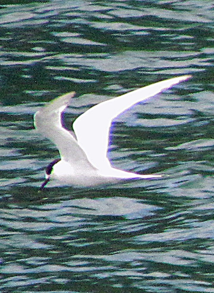 White-fronted Tern - ML645667391