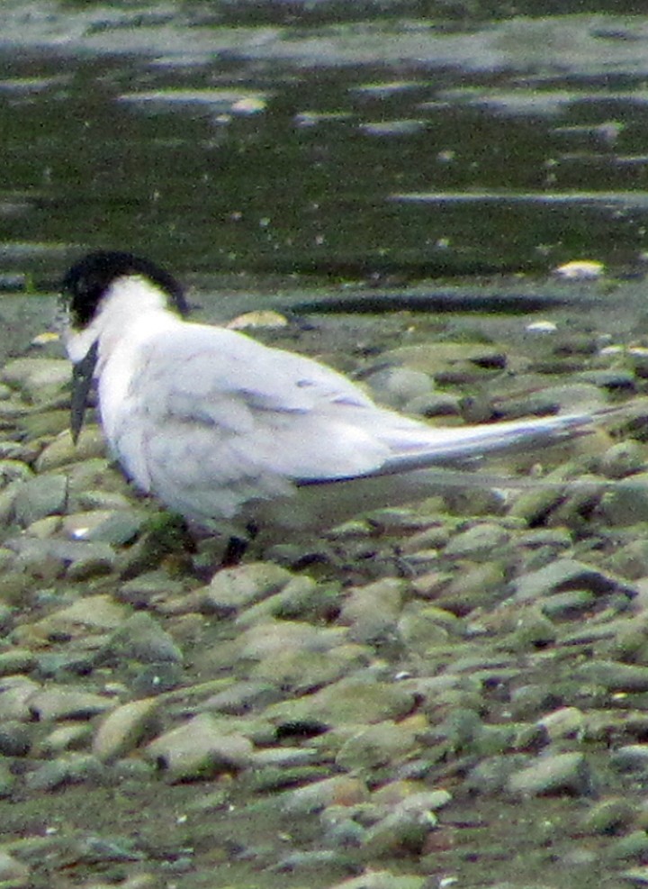 White-fronted Tern - ML645667392