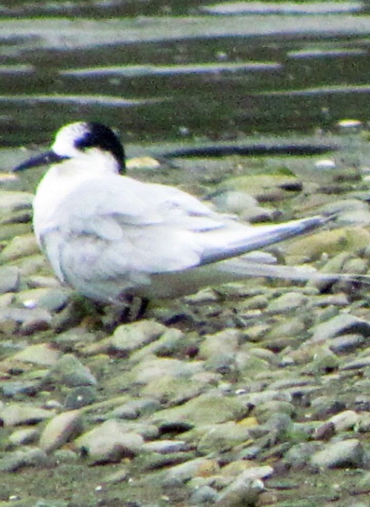 White-fronted Tern - ML645667403