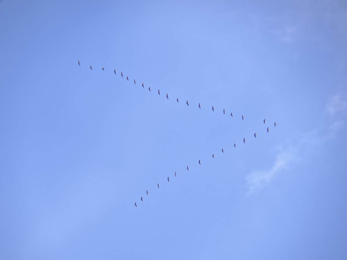 Sandhill Crane - ML645667407