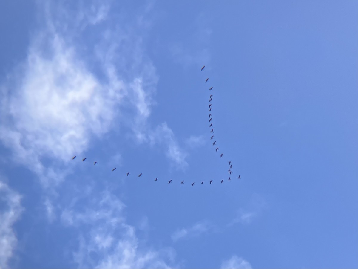 Sandhill Crane - ML645667408