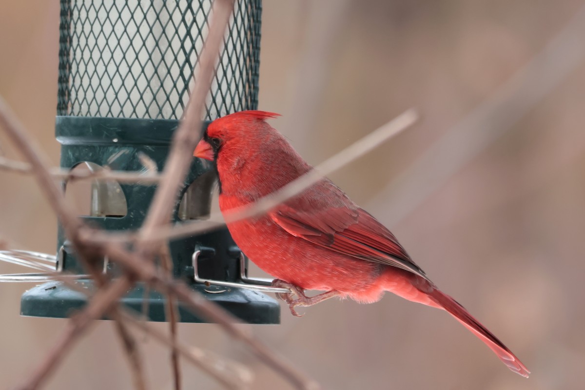 kardinál červený - ML645667410