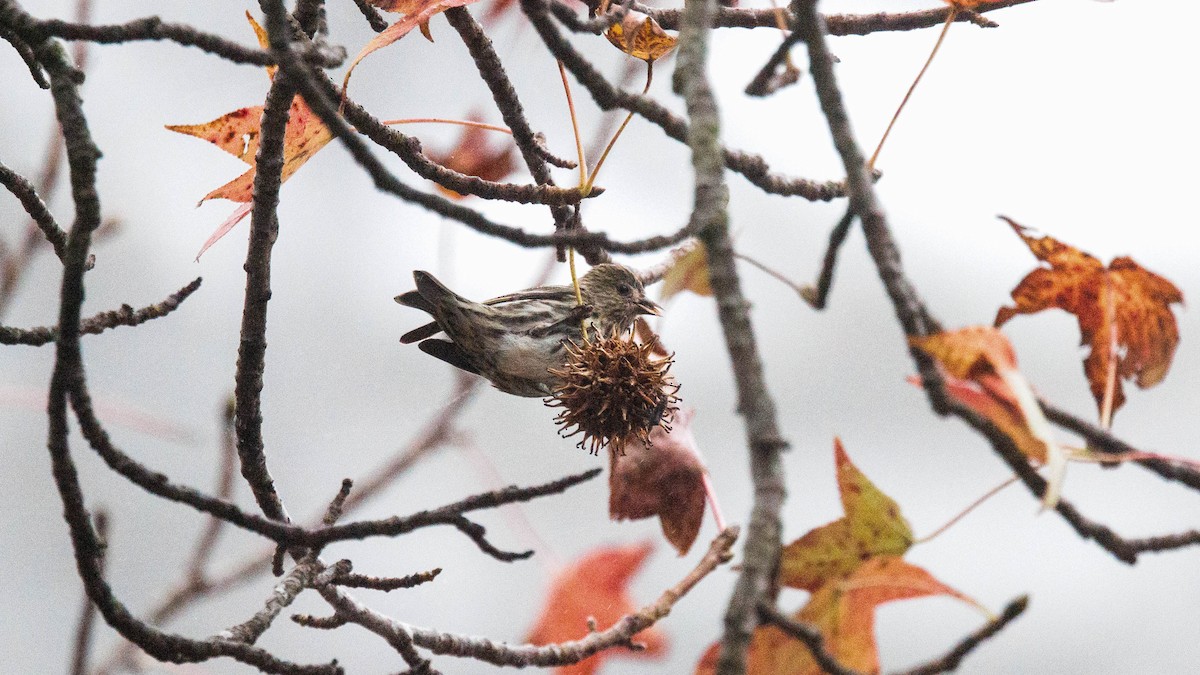 Pine Siskin - ML645667411