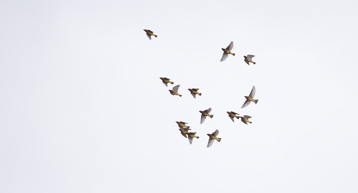 Jaseur d'Amérique - ML645667413