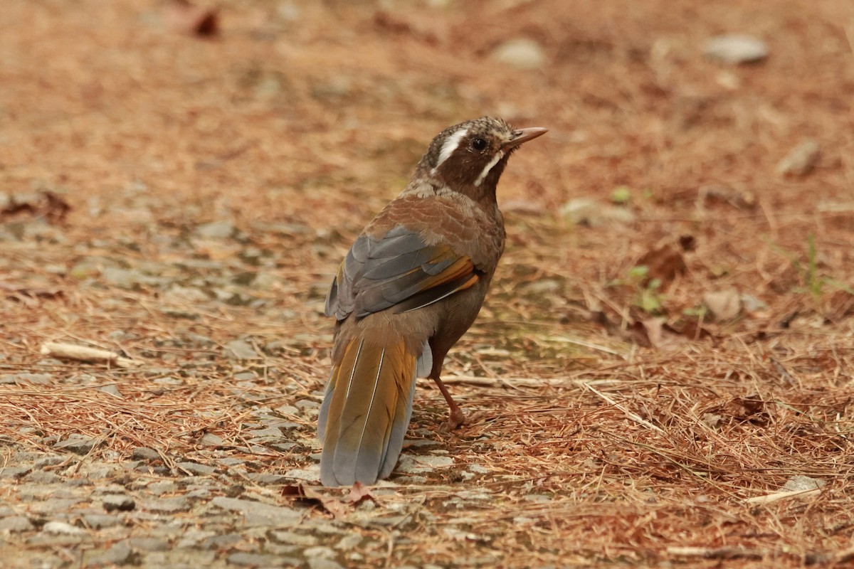 臺灣噪眉 - ML645667414