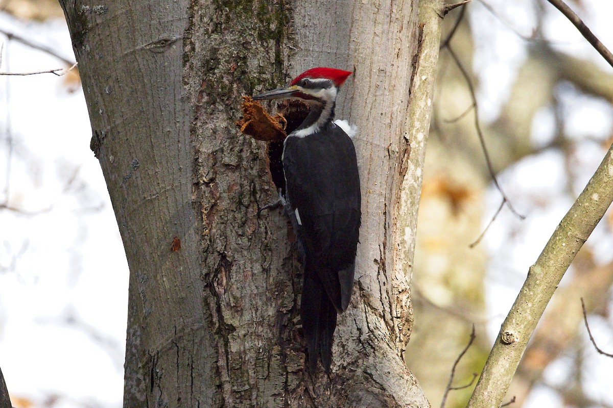 Pileated Woodpecker - ML645667416