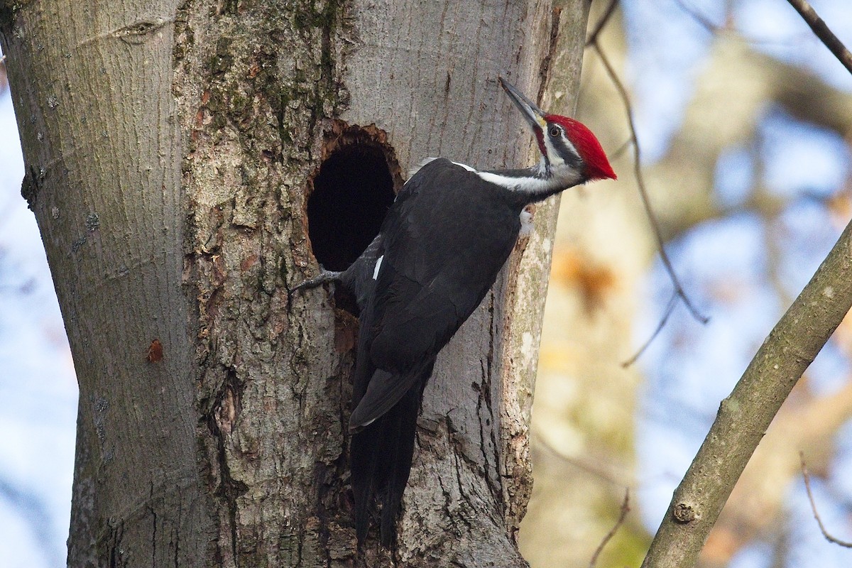 Pileated Woodpecker - ML645667417