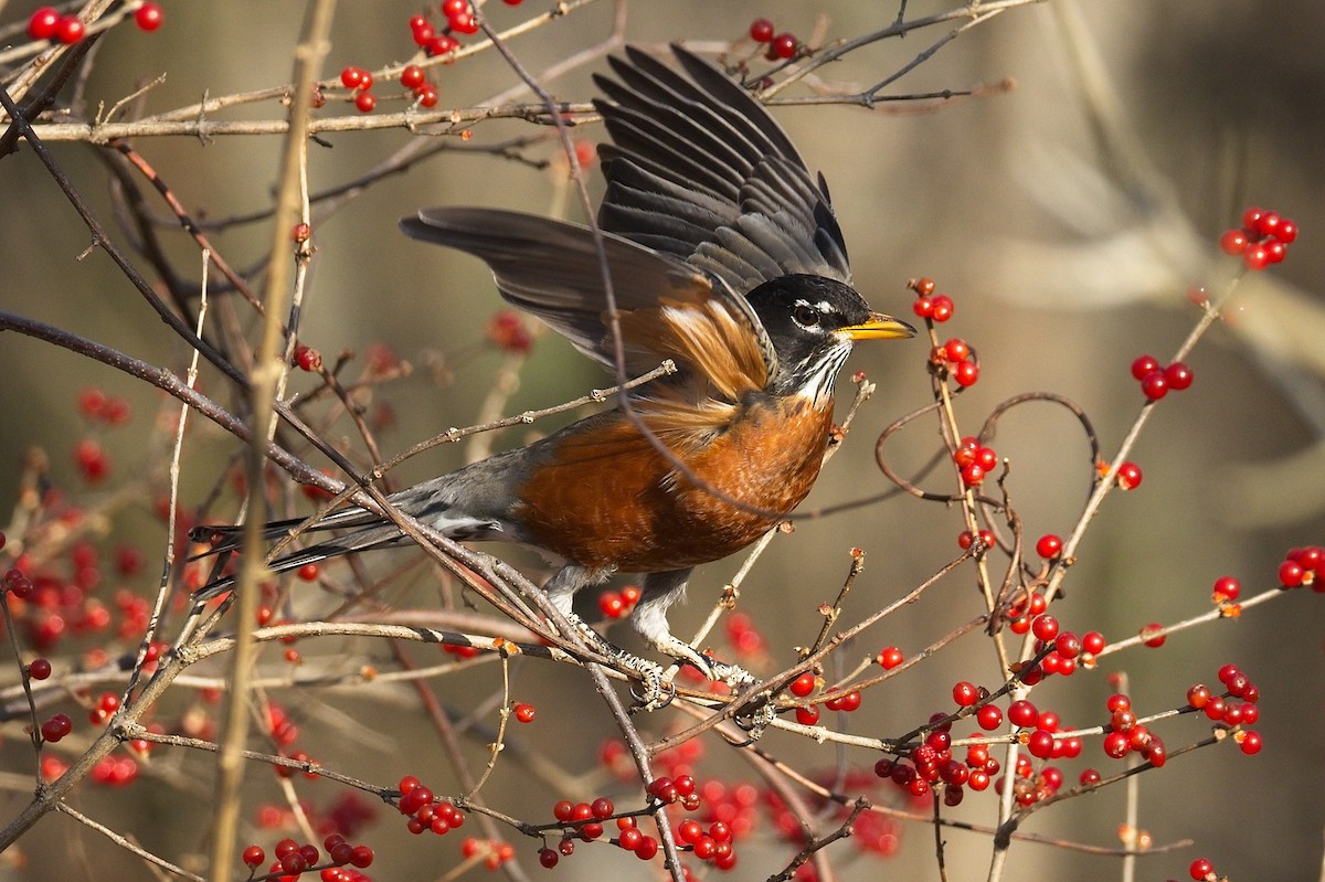 American Robin - ML645667427