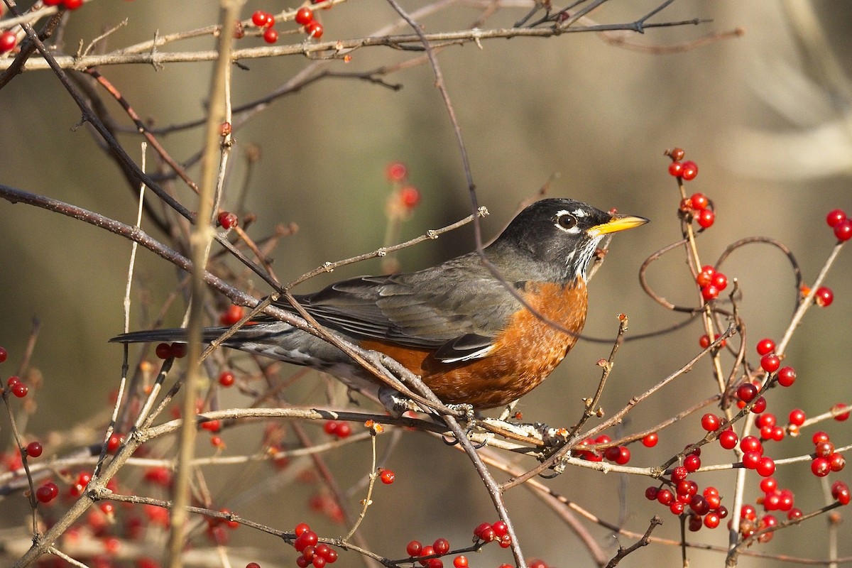 American Robin - ML645667429