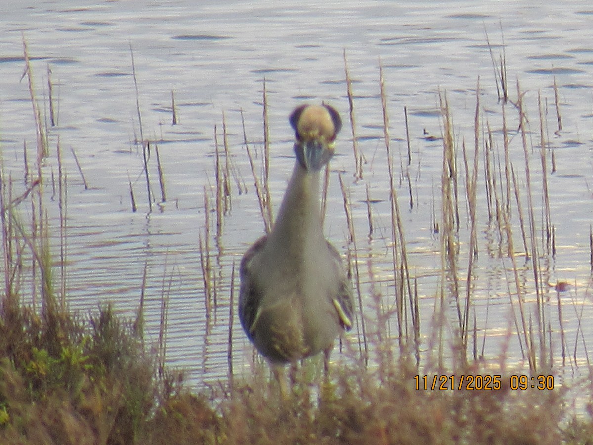 Yellow-crowned Night Heron - ML645667432