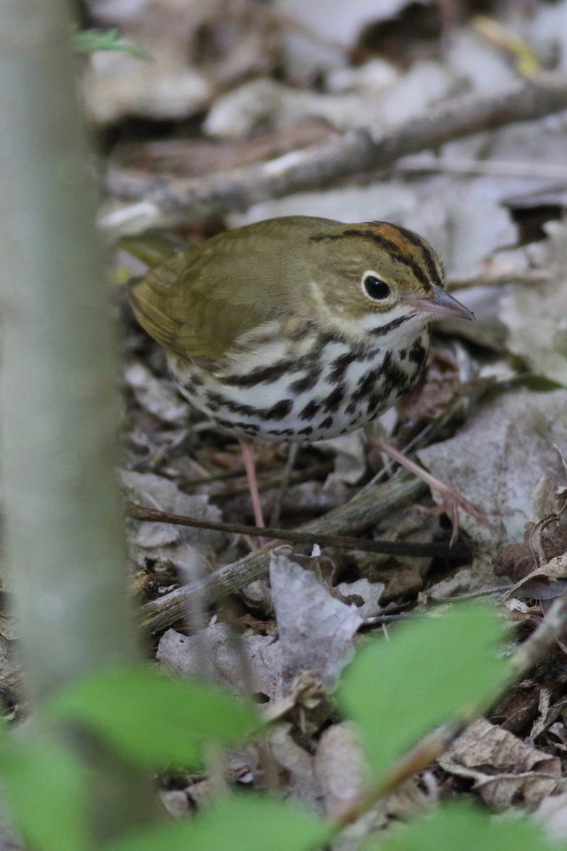 lesňáček zlatohlavý - ML645667434