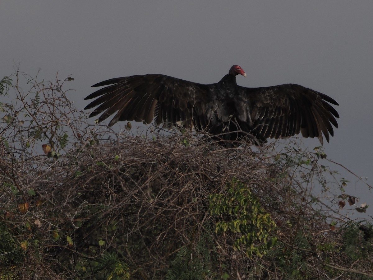 ヒメコンドル - ML645667436