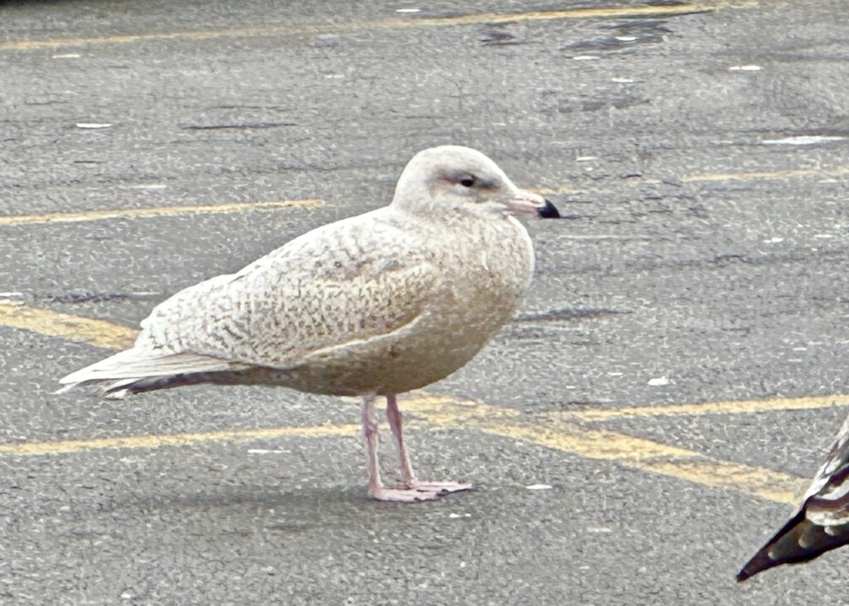 Gavión Hiperbóreo - ML645667446