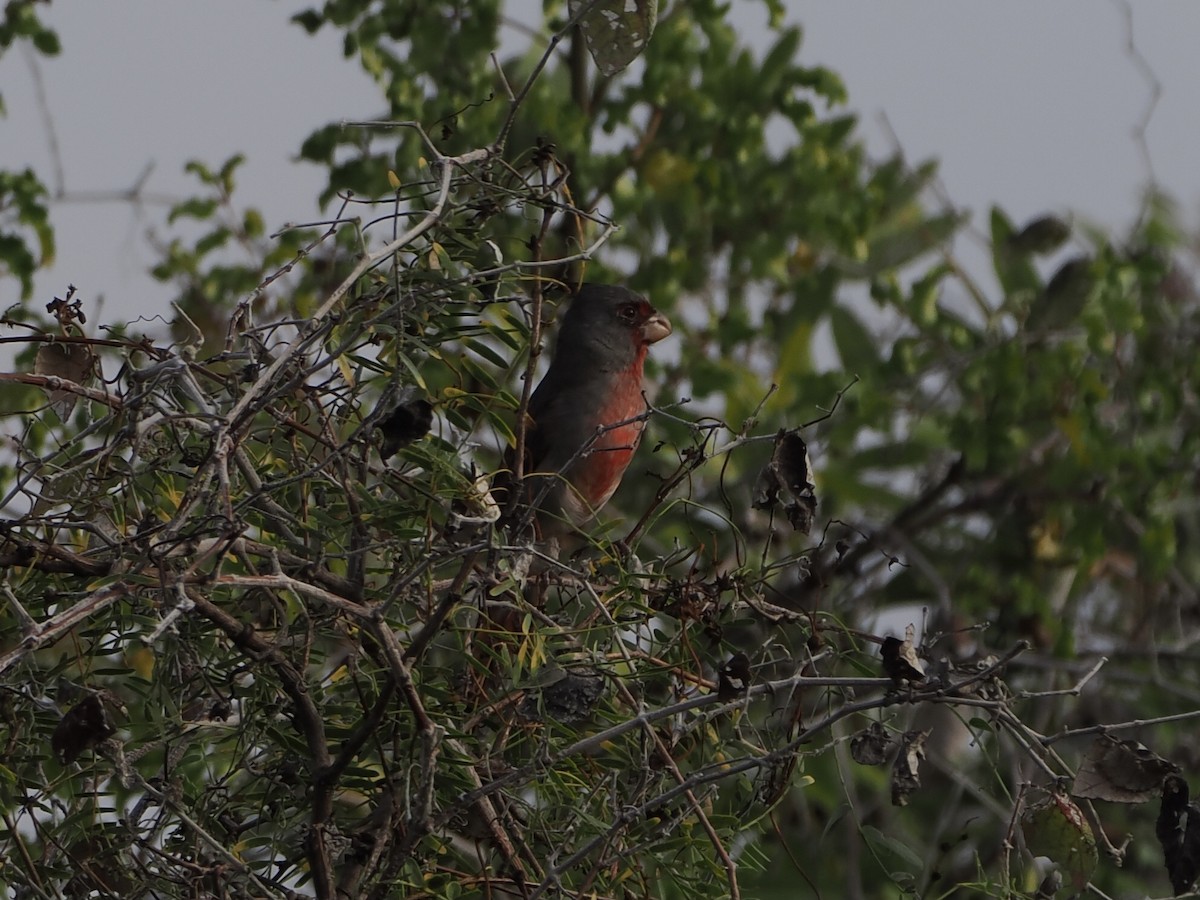 ムネアカコウカンチョウ - ML645667448