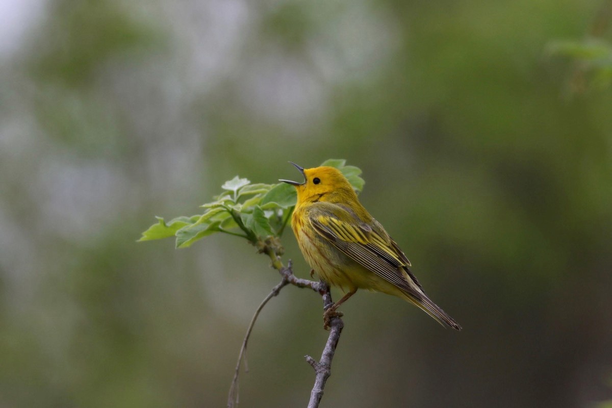 lesňáček zlatotemenný - ML645667454