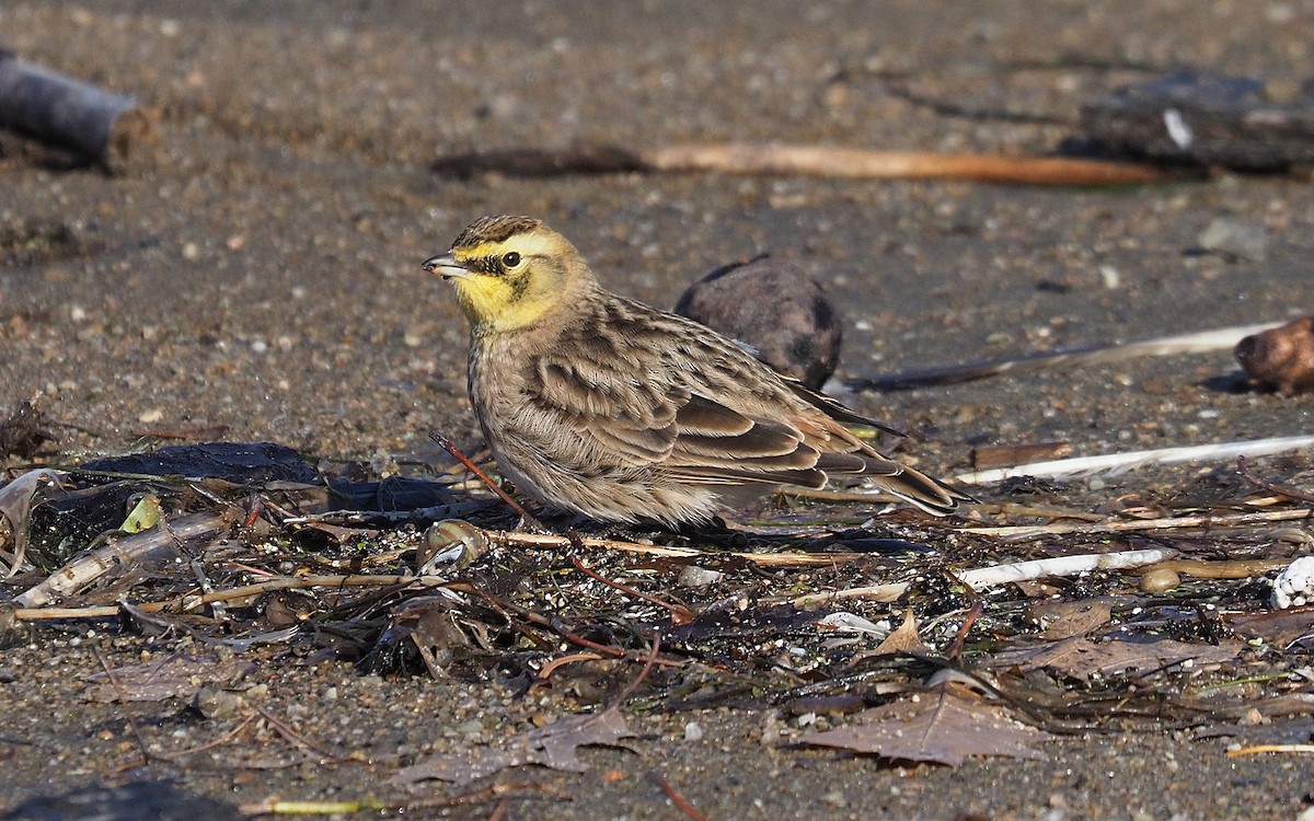 Horned Lark - ML645667455