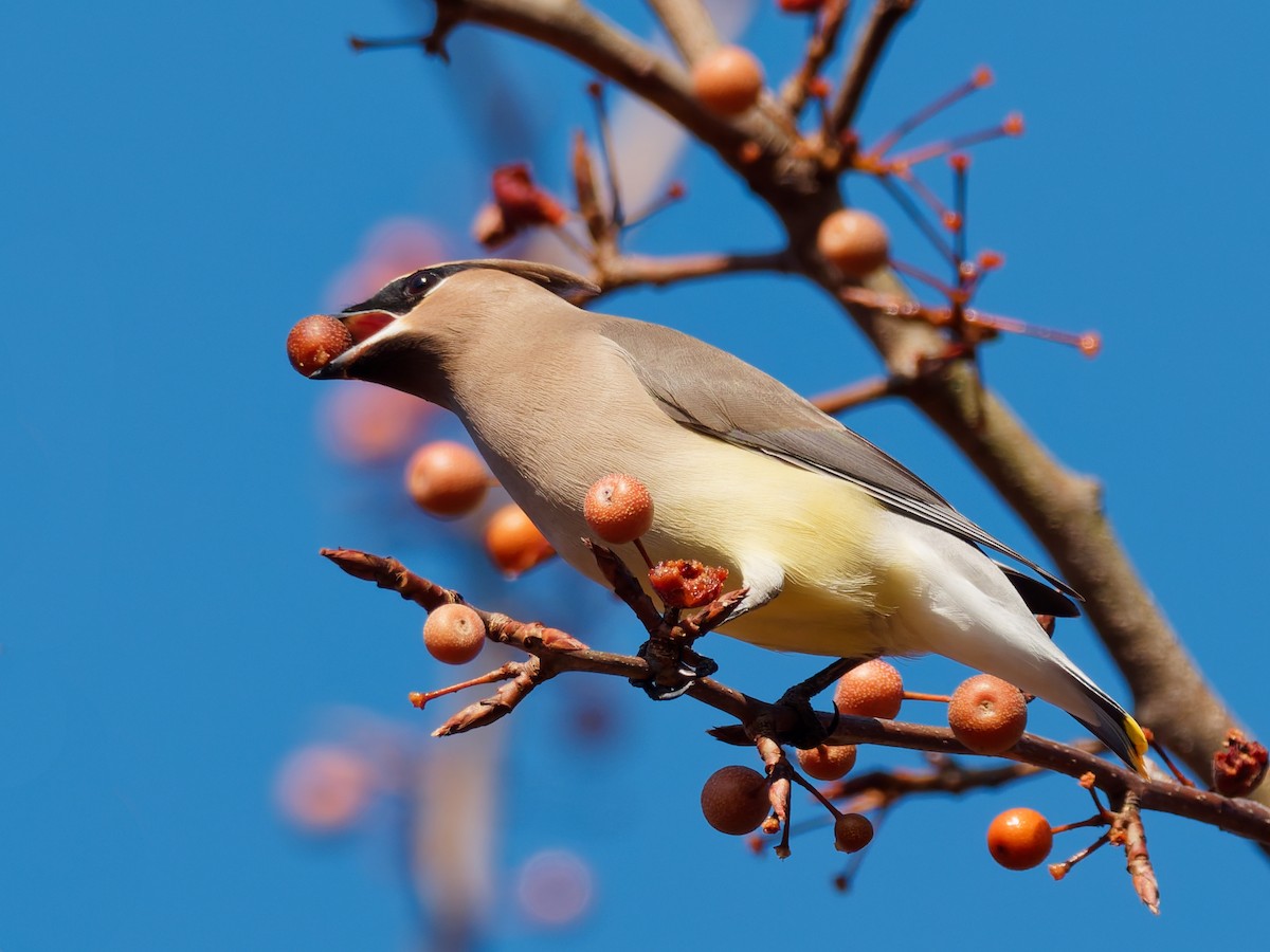 Jaseur d'Amérique - ML645667457