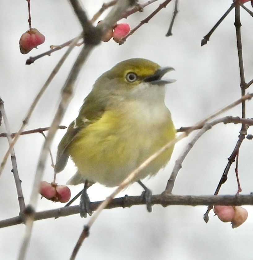 White-eyed Vireo - ML645667459
