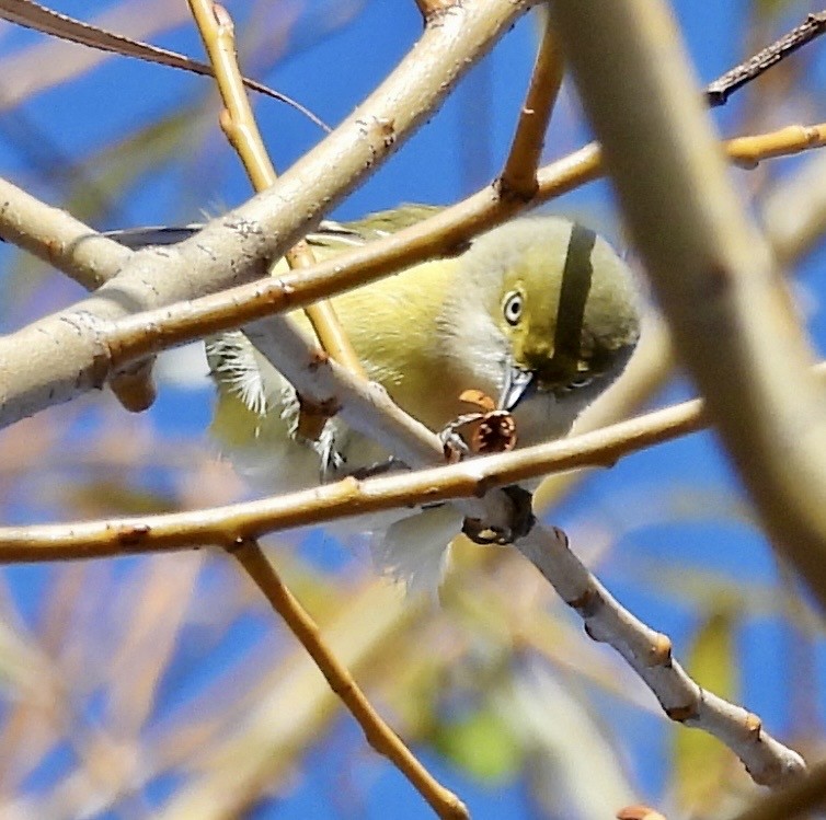White-eyed Vireo - ML645667460