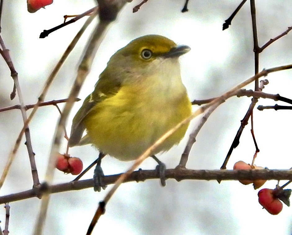 White-eyed Vireo - ML645667461
