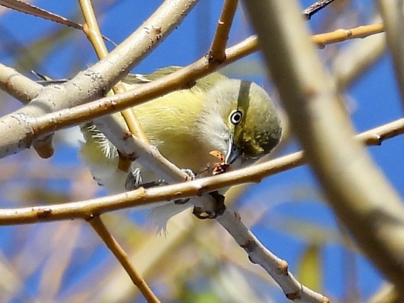 White-eyed Vireo - ML645667462