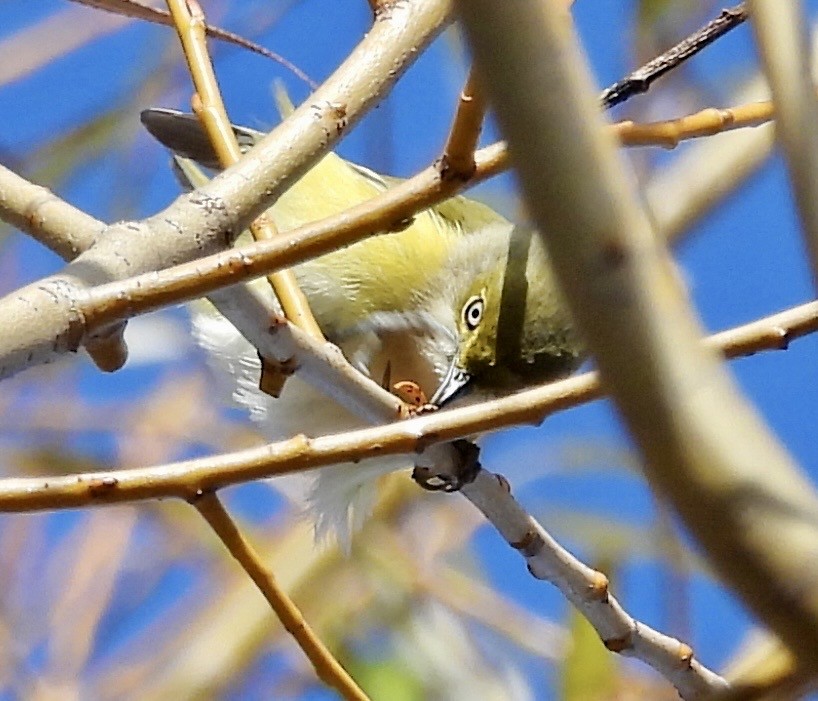 White-eyed Vireo - ML645667463