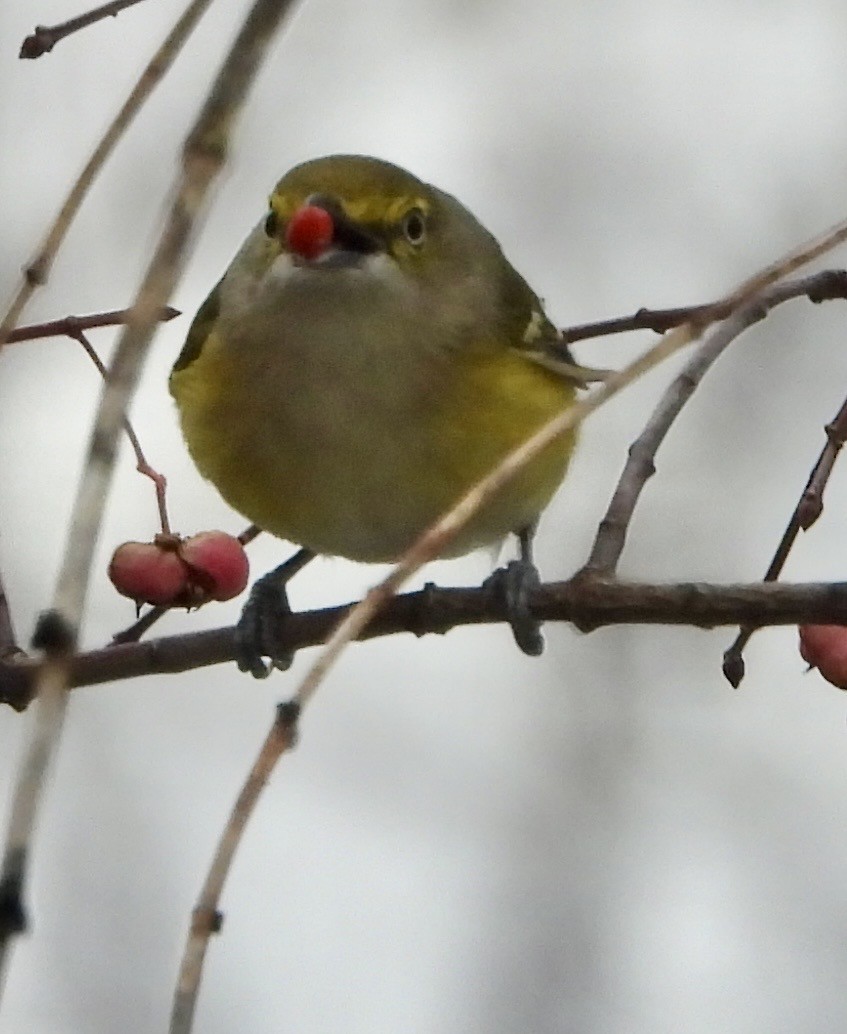 White-eyed Vireo - ML645667464