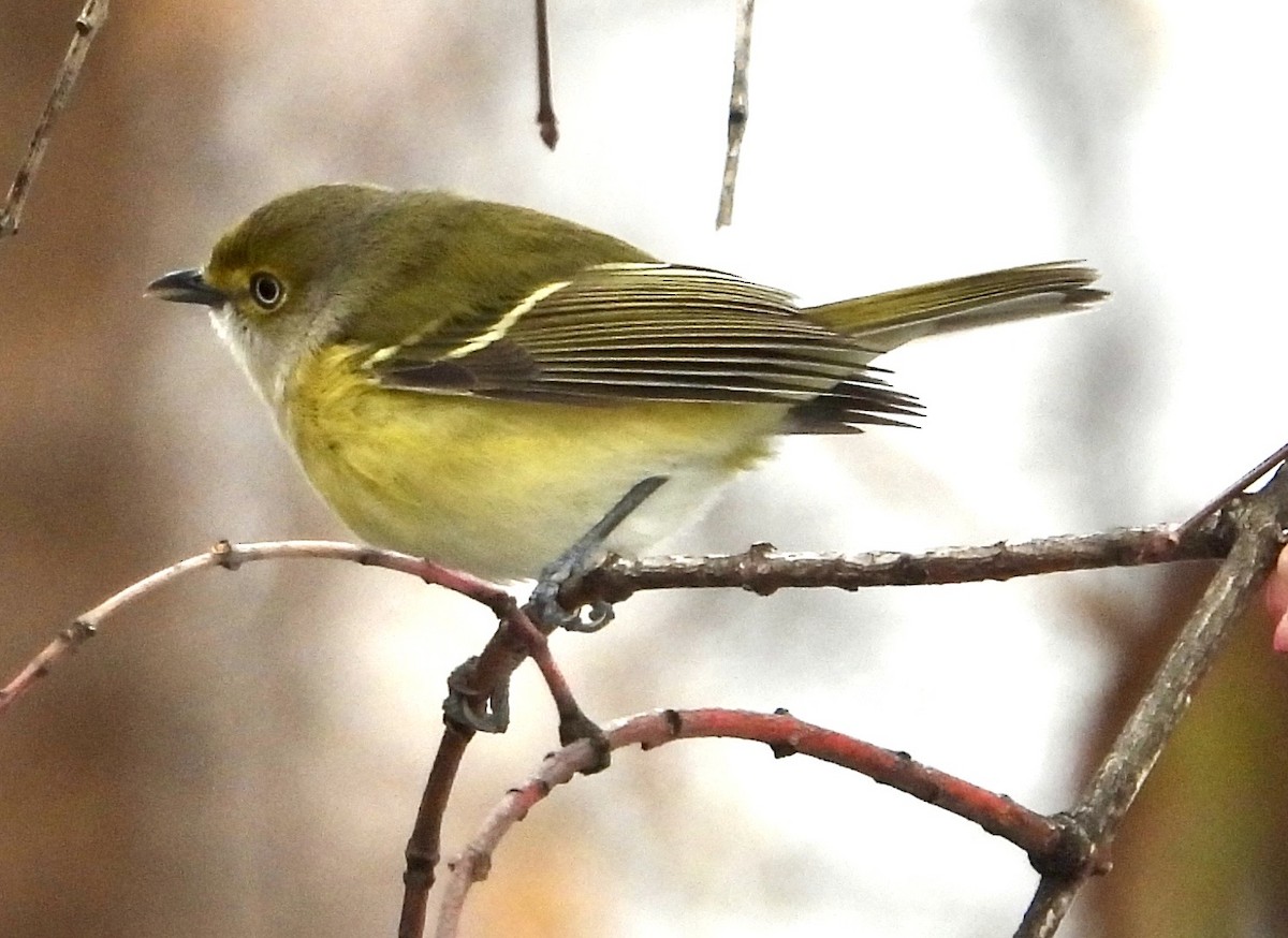 White-eyed Vireo - ML645667465