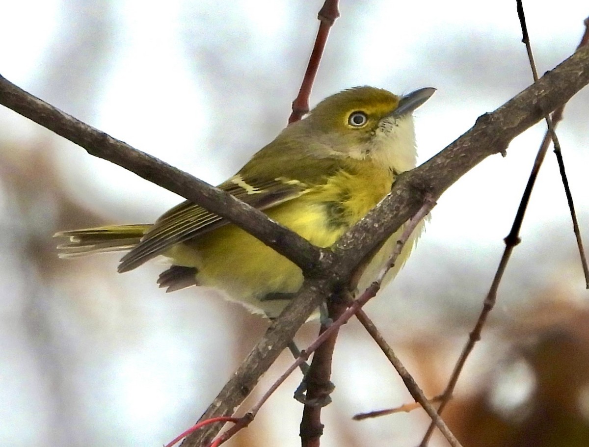 White-eyed Vireo - ML645667466