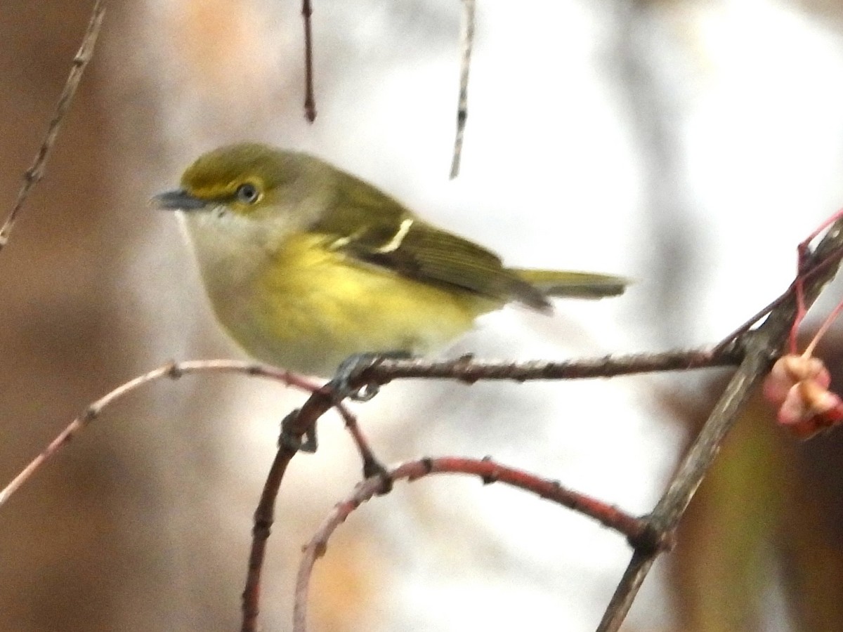 White-eyed Vireo - ML645667467