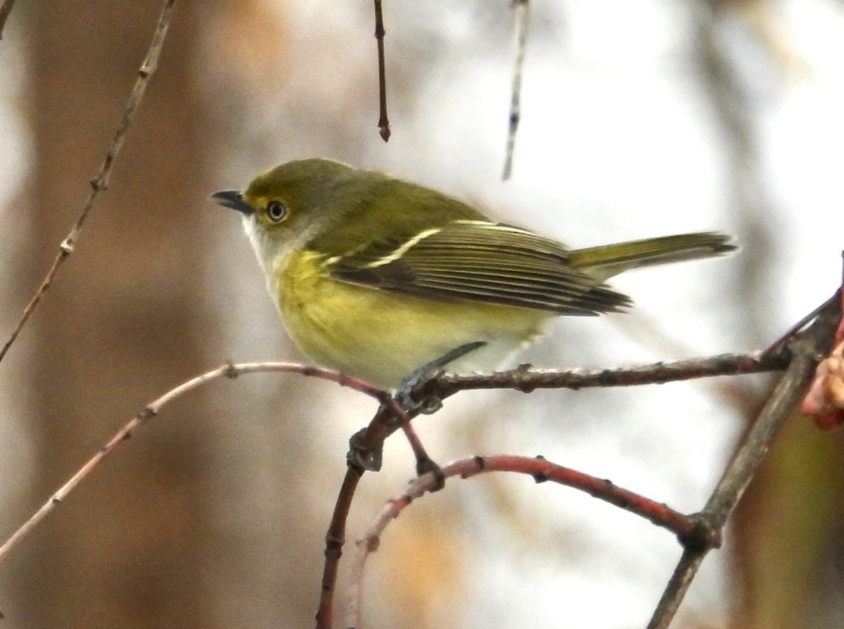 White-eyed Vireo - ML645667468