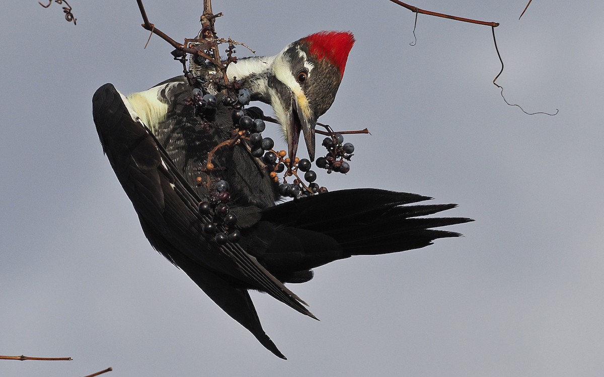 Pileated Woodpecker - ML645667470