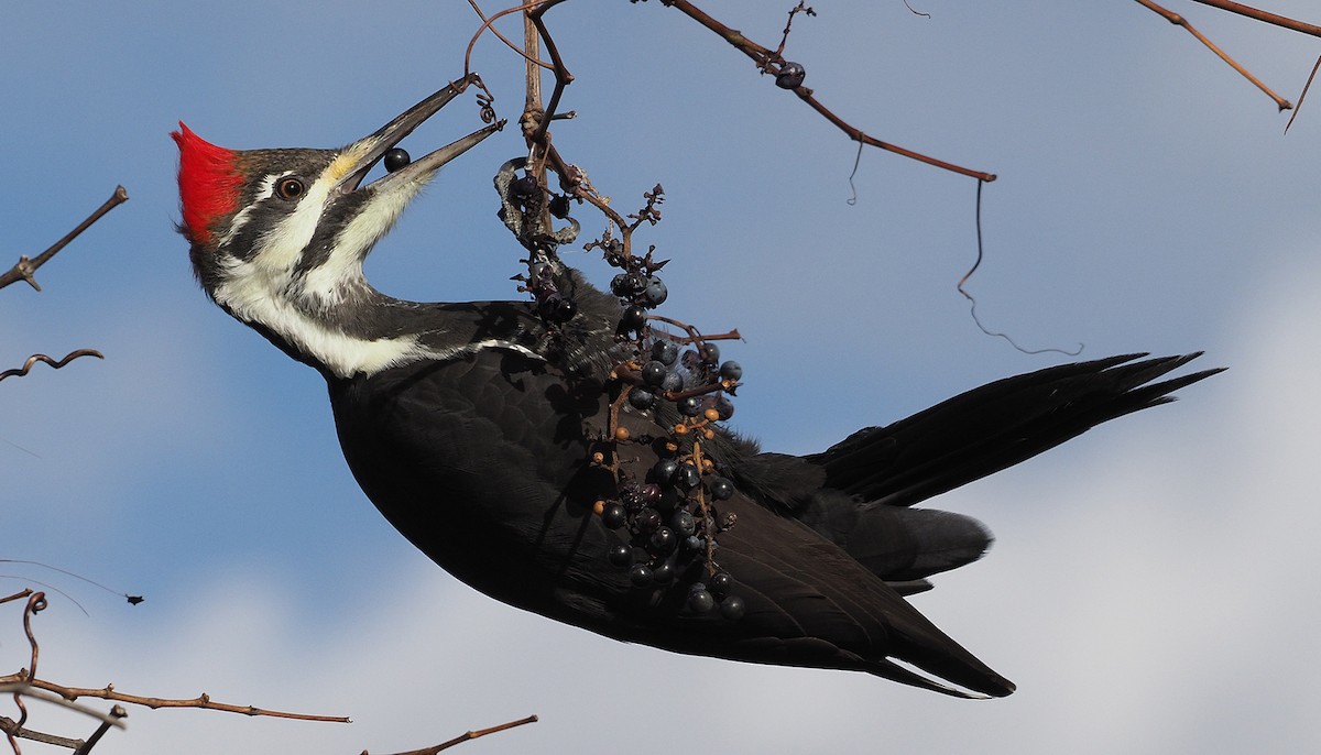 Pileated Woodpecker - ML645667471