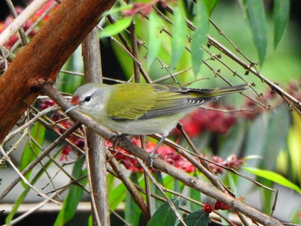 Червоїд світлобровий - ML645667472