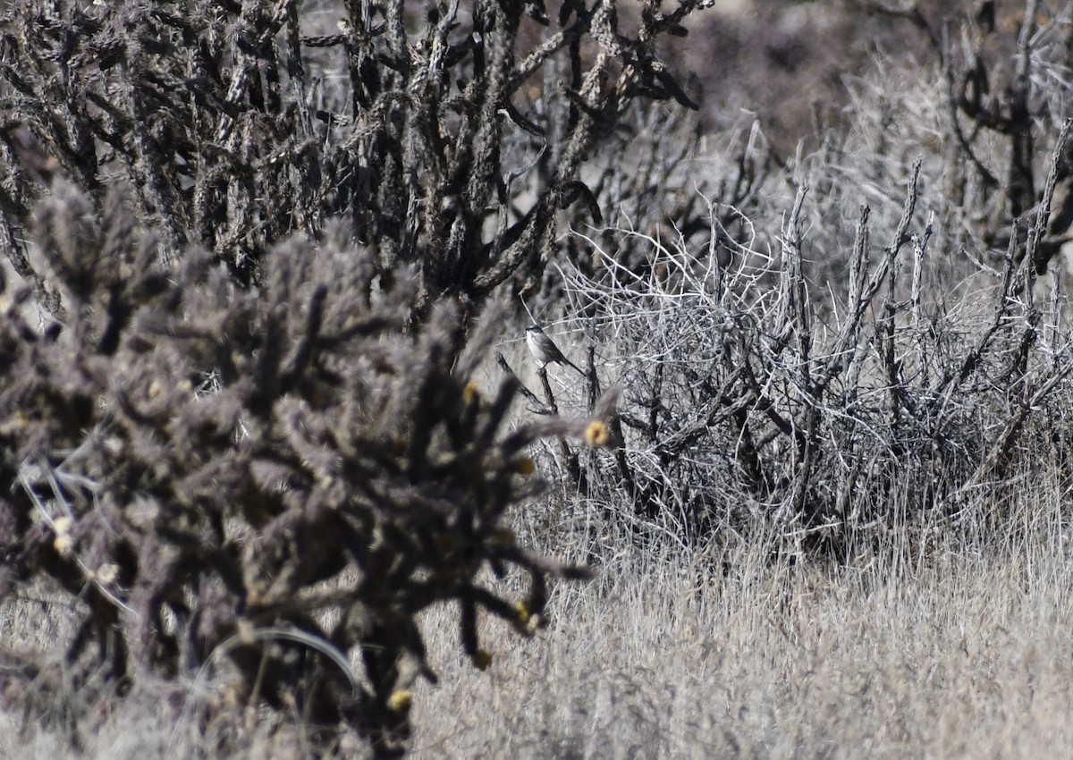 Sagebrush Sparrow - ML645667483