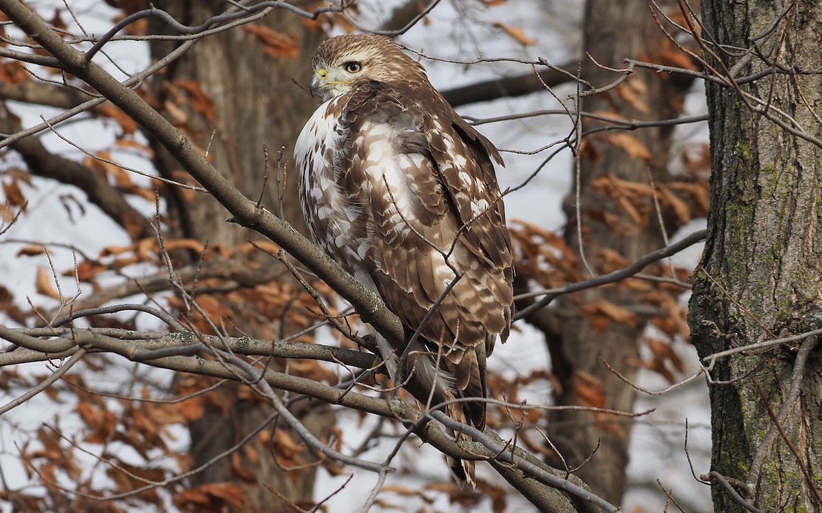 Red-tailed Hawk - ML645667484