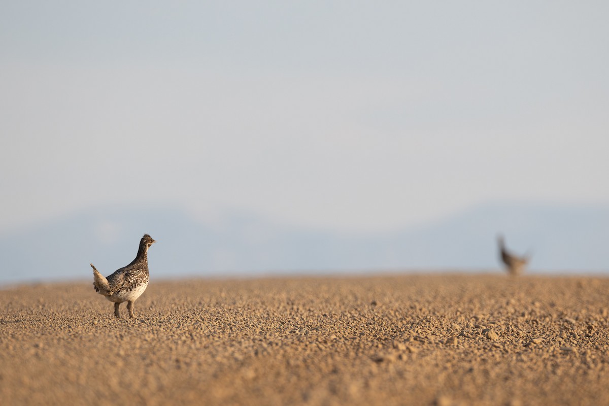 Sharp-tailed Grouse - ML645667502
