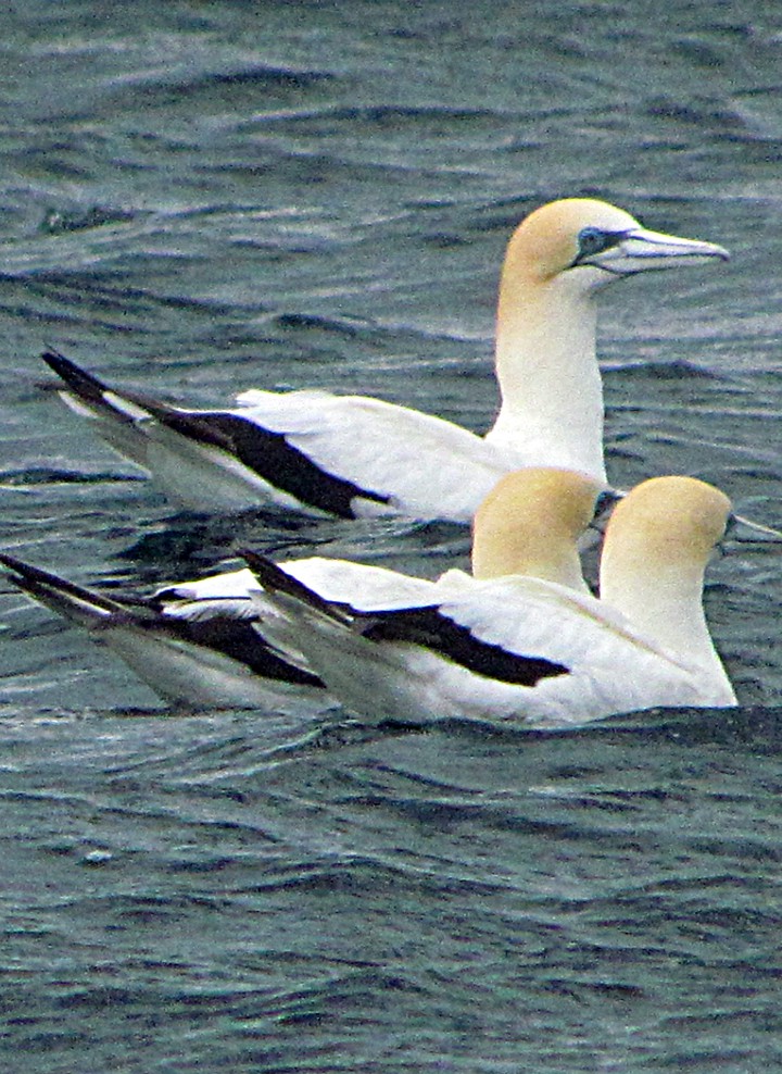 Australasian Gannet - ML645667505