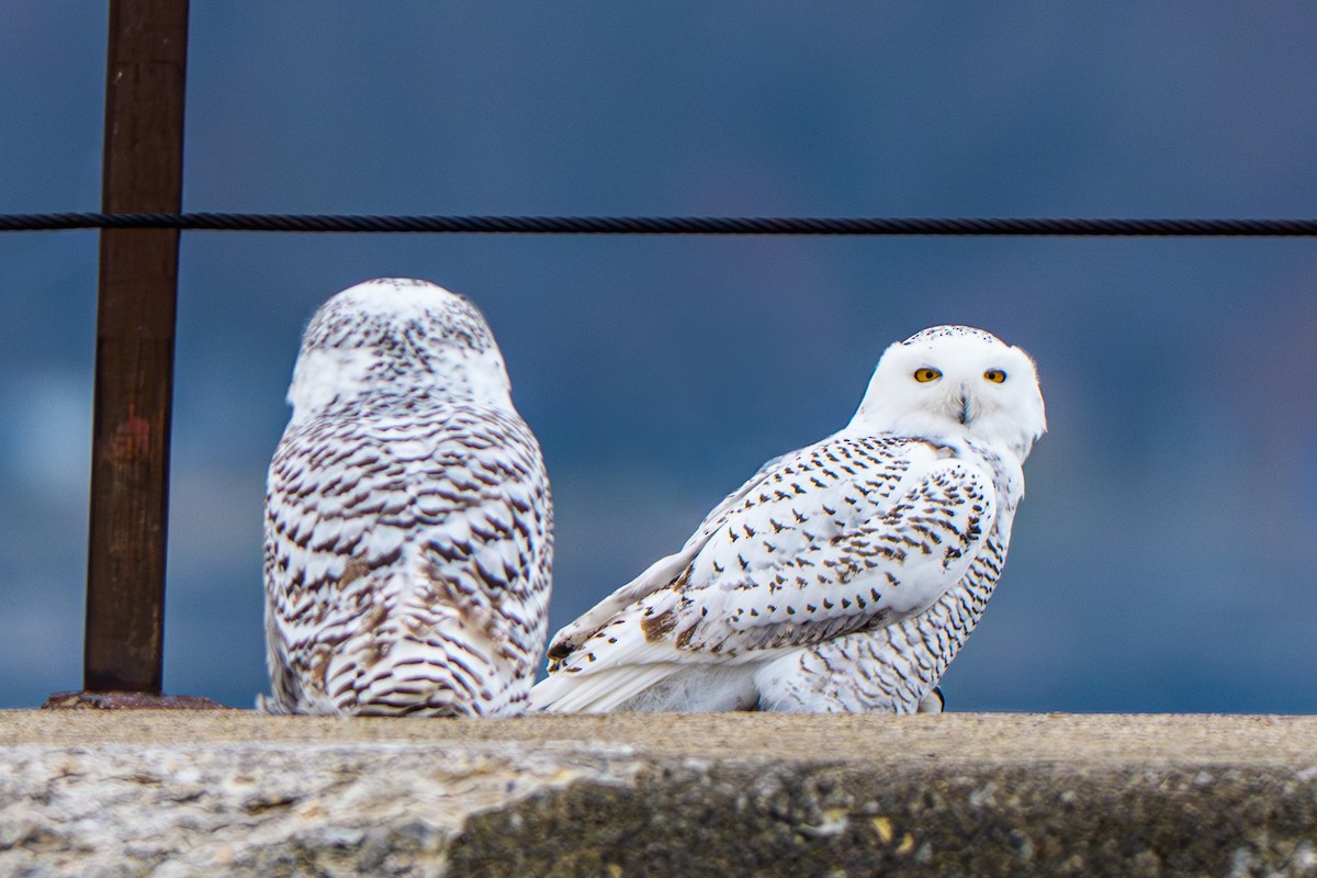 Harfang des neiges - ML645667507