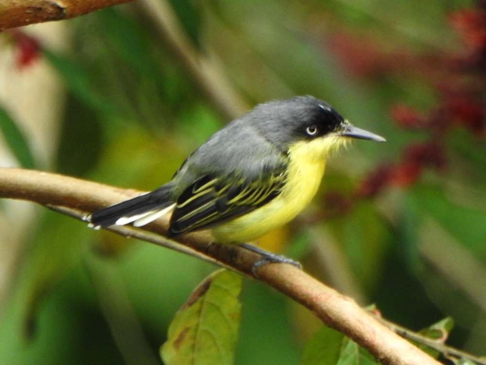 Common Tody-Flycatcher - ML645667513