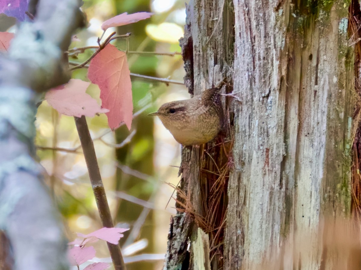 Winter Wren - ML645667516