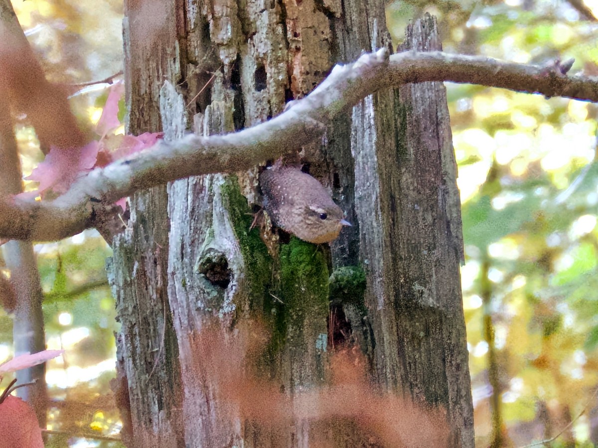 Winter Wren - ML645667517