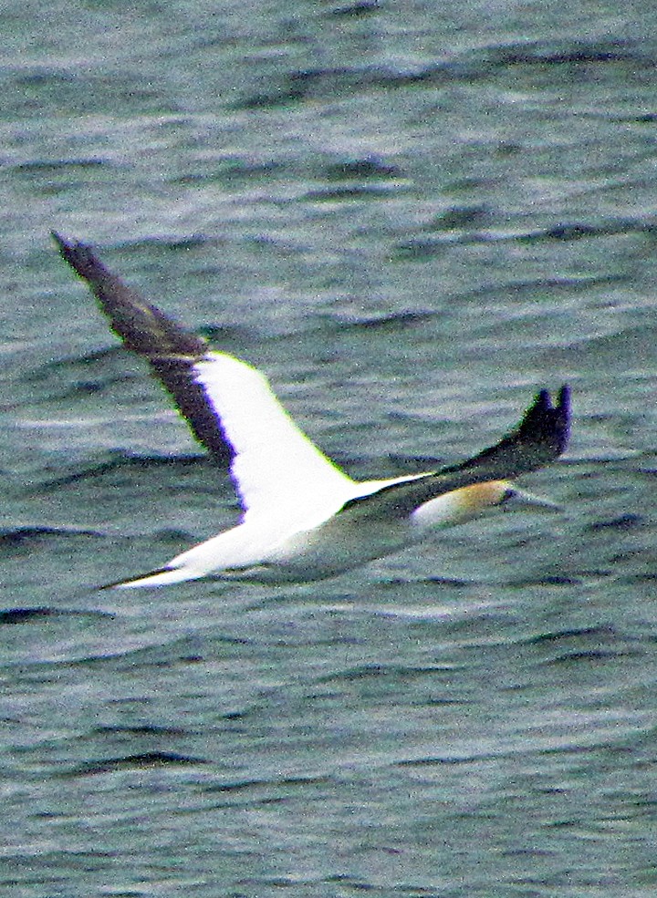 Australasian Gannet - ML645667518