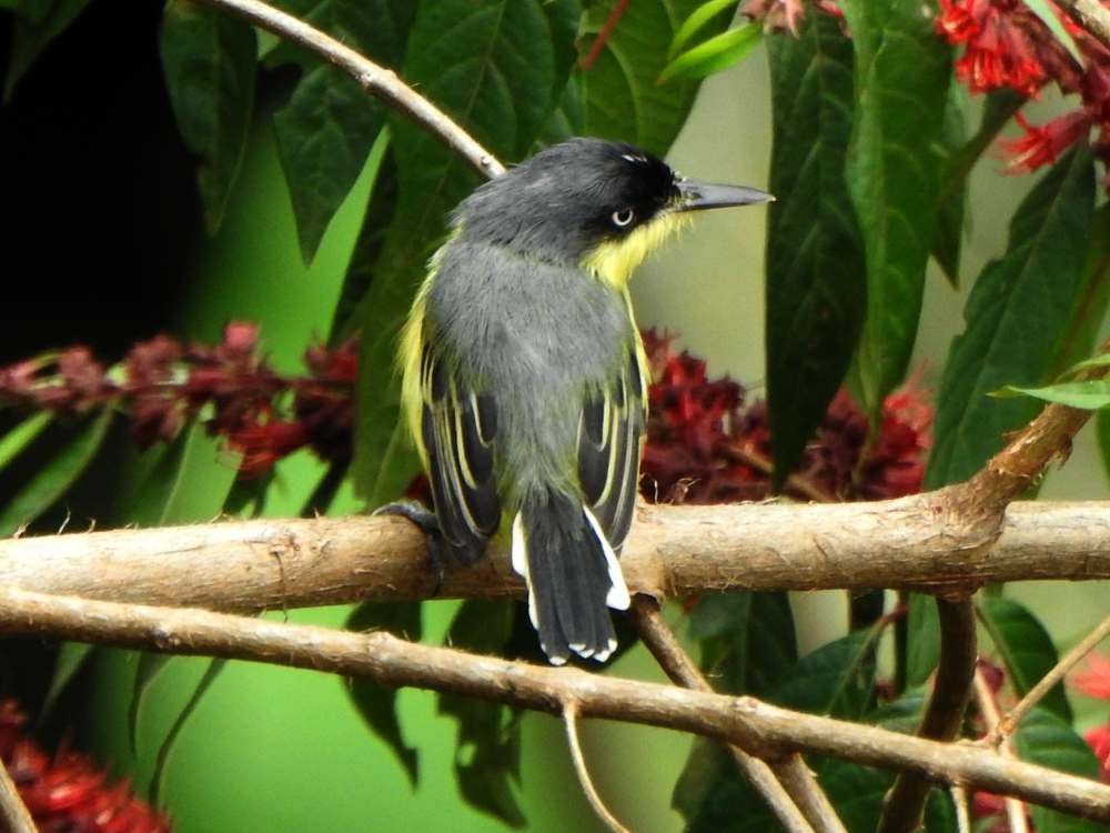 Common Tody-Flycatcher - ML645667519