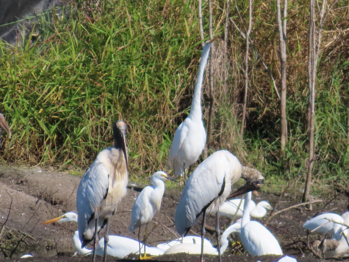 Wood Stork - ML645667525