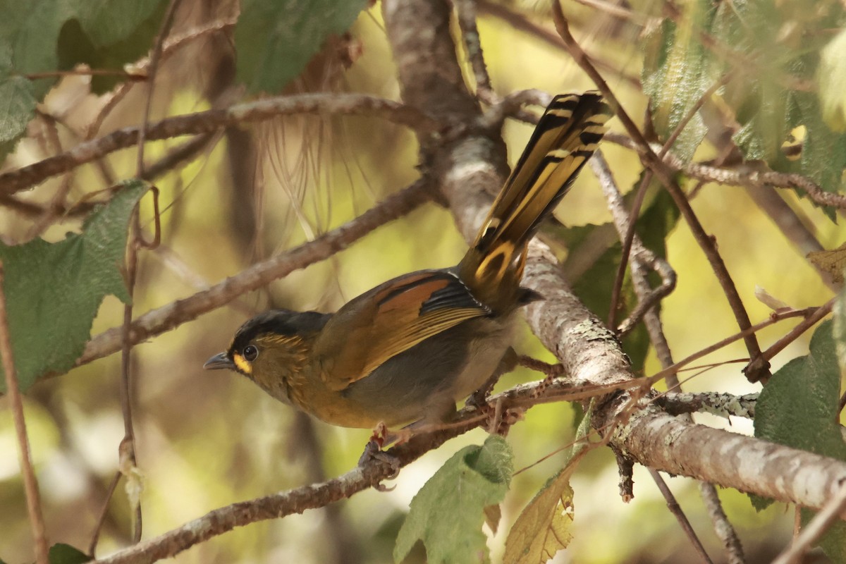 Taiwan Liocichla - ML645667526