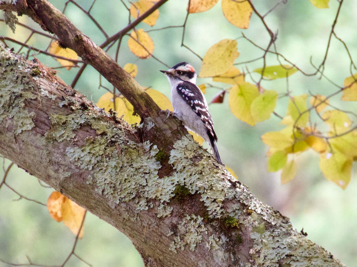 Downy Woodpecker - ML645667529