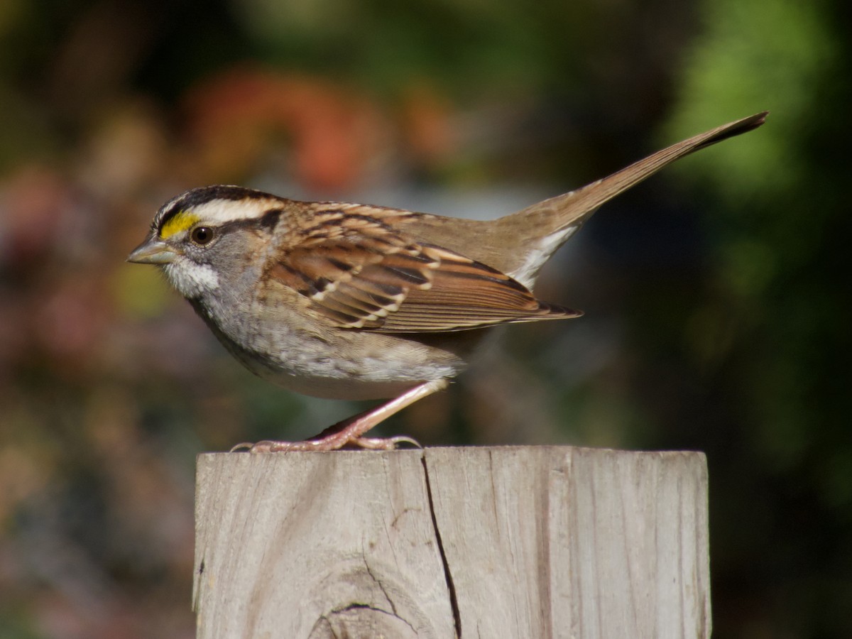 White-throated Sparrow - ML645667536