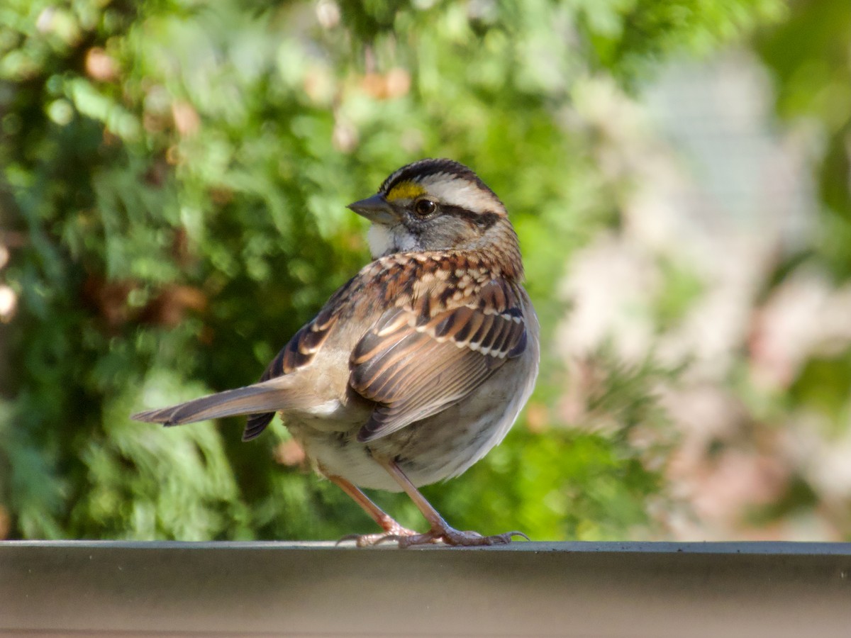 White-throated Sparrow - ML645667537